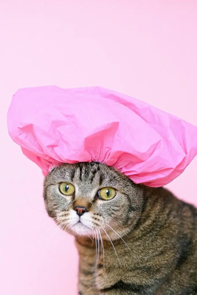 Katze mit rosa Duschhaube vor rosa Hintergrund