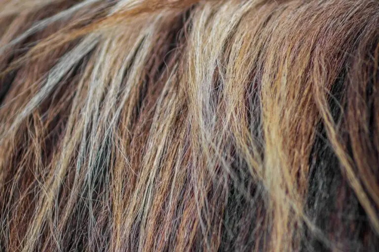 Leinsamengel trocknet Haare aus-trockenes braunes Haar